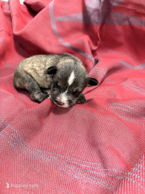 Toy -Silver Girl  – Miniature Schnauzer puppy for sale in Stonewall, OK
