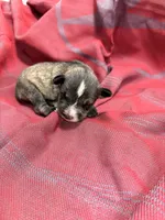 Toy -Silver Girl , a female Miniature Schnauzer for sale in Stonewall, OK – 1 of 4