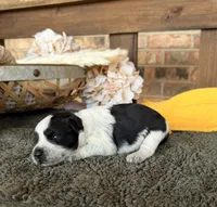 Paris’ Roan Girl , a female Miniature Schnauzer for sale in Stonewall, OK – 4 of 4