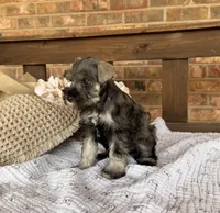 Gypsy’s Silver Girl, a female Miniature Schnauzer for sale in Stonewall, OK – 2 of 5