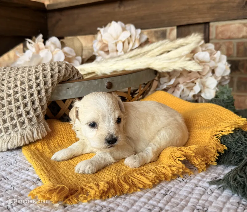Katniss Cream B – Miniature Schnauzer puppy for sale in Stonewall, OK