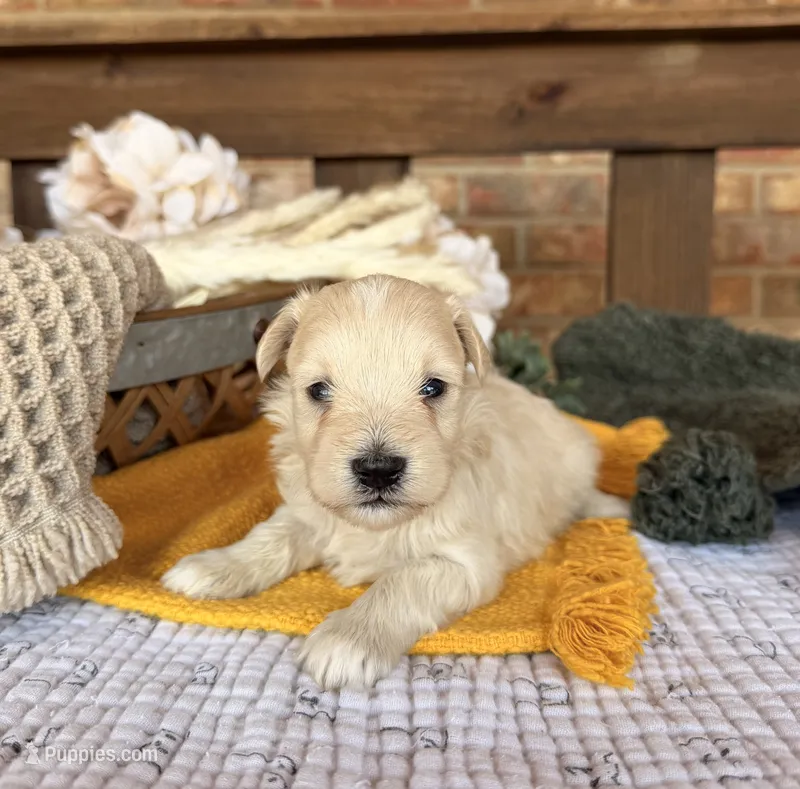 Cream/wheaten C – Miniature Schnauzer puppy for sale in Stonewall, OK