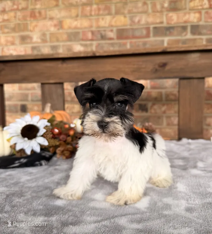 Toy - black and Silver Parti Boy – Miniature Schnauzer puppy for sale in Stonewall, OK
