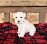 Cream/wheaten C, a male Miniature Schnauzer for sale in Stonewall, OK – 4 of 7