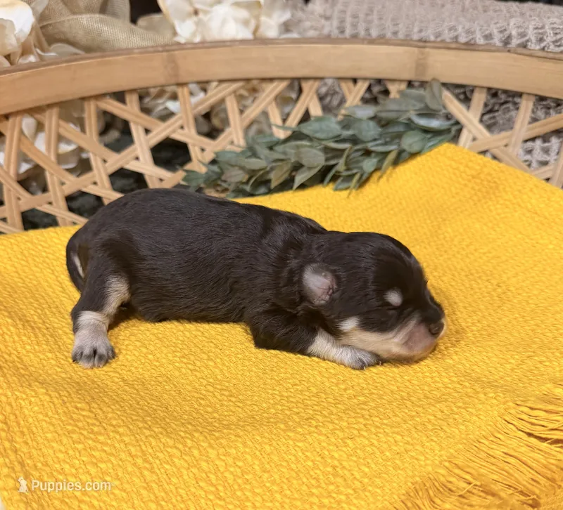Chocolate and tan phantom  – Miniature Schnauzer puppy for sale in Stonewall, OK