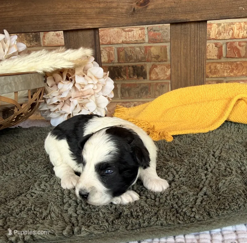 Paris’ Black and White Parti  – Miniature Schnauzer puppy for sale in Stonewall, OK