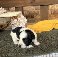 Paris’ Black and White Parti , a male Miniature Schnauzer for sale in Stonewall, OK – 1 of 5