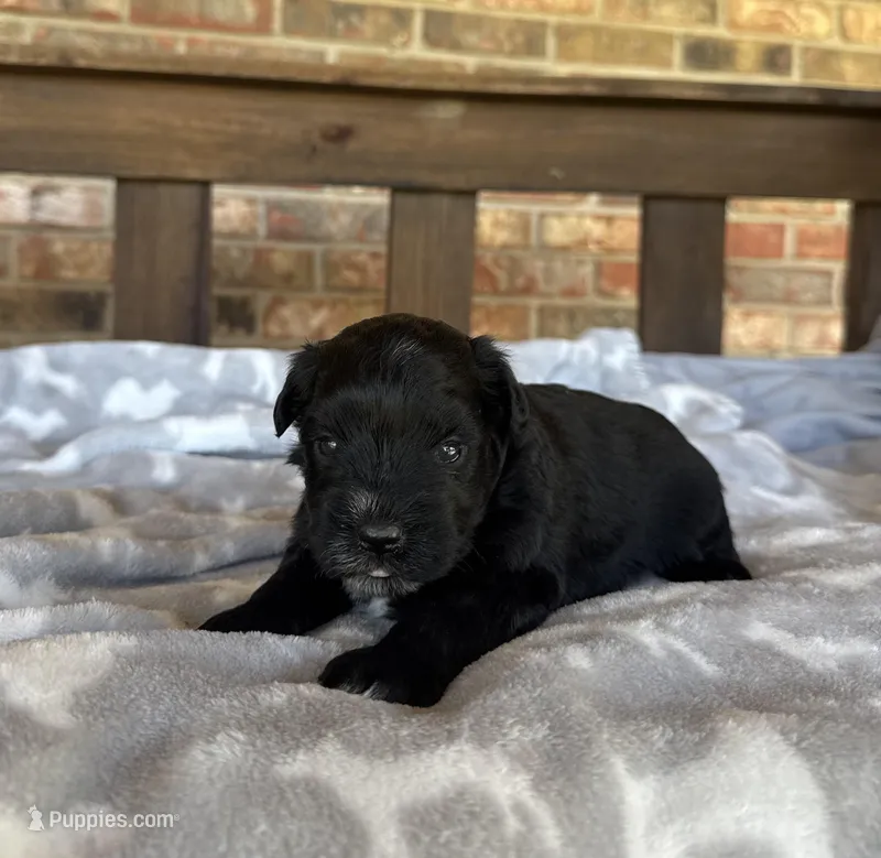 Sapphire’s Black Boy – Miniature Schnauzer puppy for sale in Stonewall, OK