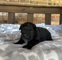 Sapphire’s Black Boy, a male Miniature Schnauzer for sale in Stonewall, OK – 1 of 6