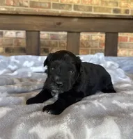Sapphire’s Black Boy, a male Miniature Schnauzer for sale in Stonewall, OK – 5 of 6
