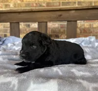 Sapphire’s Black Boy, a male Miniature Schnauzer for sale in Stonewall, OK – 6 of 6