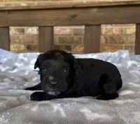 Sapphire’s Black Boy, a male Miniature Schnauzer for sale in Stonewall, OK – 3 of 6