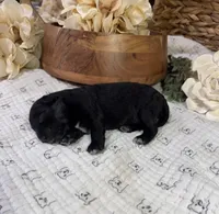 Sapphire’s Black Boy, a male Miniature Schnauzer for sale in Stonewall, OK – 2 of 6