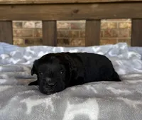 Sapphire’s Black Boy, a male Miniature Schnauzer for sale in Stonewall, OK – 4 of 6