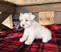 Cream/Wheaten Boy A, a male Miniature Schnauzer for sale in Stonewall, OK – 6 of 7
