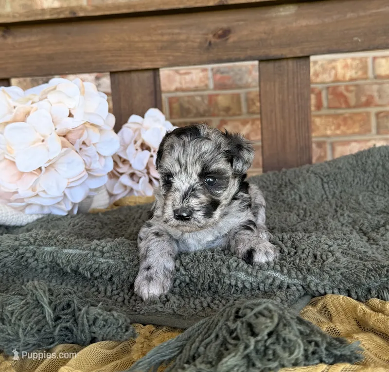 Hollywood , a female Miniature Schnauzer for sale in Stonewall, OK – 1 of 6