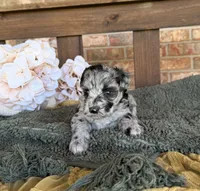 Hollywood , a female Miniature Schnauzer for sale in Stonewall, OK – 1 of 6