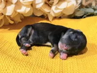 Katniss Silver Boy, a male Miniature Schnauzer for sale in Stonewall, OK – 5 of 5