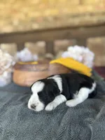 Toy Boojie Boy, a male Miniature Schnauzer for sale in Stonewall, OK – Photo 1 of 5