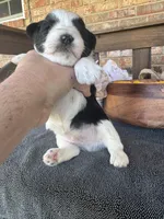 Toy Boojie Boy, a male Miniature Schnauzer for sale in Stonewall, OK – Photo 4 of 5