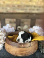 Toy Boojie Boy, a male Miniature Schnauzer for sale in Stonewall, OK – Photo 2 of 5