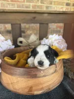 Toy Boojie Boy, a male Miniature Schnauzer for sale in Stonewall, OK – Photo 5 of 5