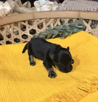 Black and Silver phantom Girl , a male Miniature Schnauzer for sale in Stonewall, OK – 2 of 5