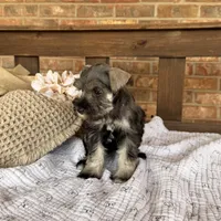 Gypsy’s Silver Girl, a female Miniature Schnauzer for sale in Stonewall, OK – 3 of 5
