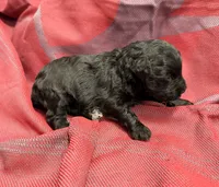 Black, a female Miniature Schnauzer for sale in Stonewall, OK – 4 of 4