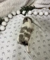 processed/3b692844-55e5-4346-b6f5-e38abc787e95/listing/960d71ac-c227-449b-98dd-16ff58f58d55/bd9129f2-bbdb-4928-9acb-bb5fa5ae4b89