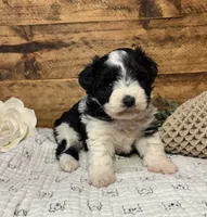 Raina’s Girl, a male Miniature Schnauzer for sale in Stonewall, OK – Photo 1 of 4