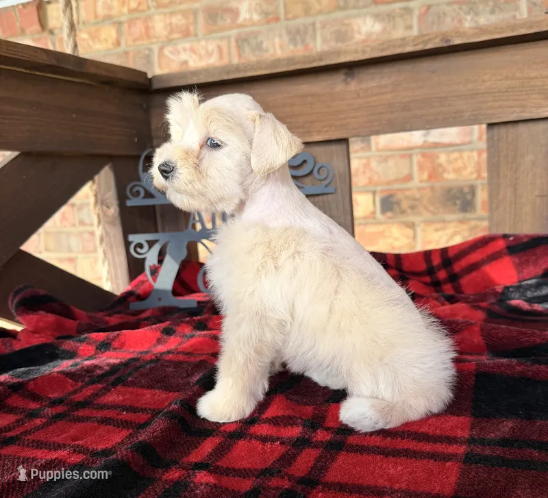 Cream/Wheaten Boy A – Miniature Schnauzer puppy for sale in Stonewall, OK