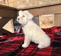 Cream/Wheaten Boy A, a male Miniature Schnauzer for sale in Stonewall, OK – 1 of 7