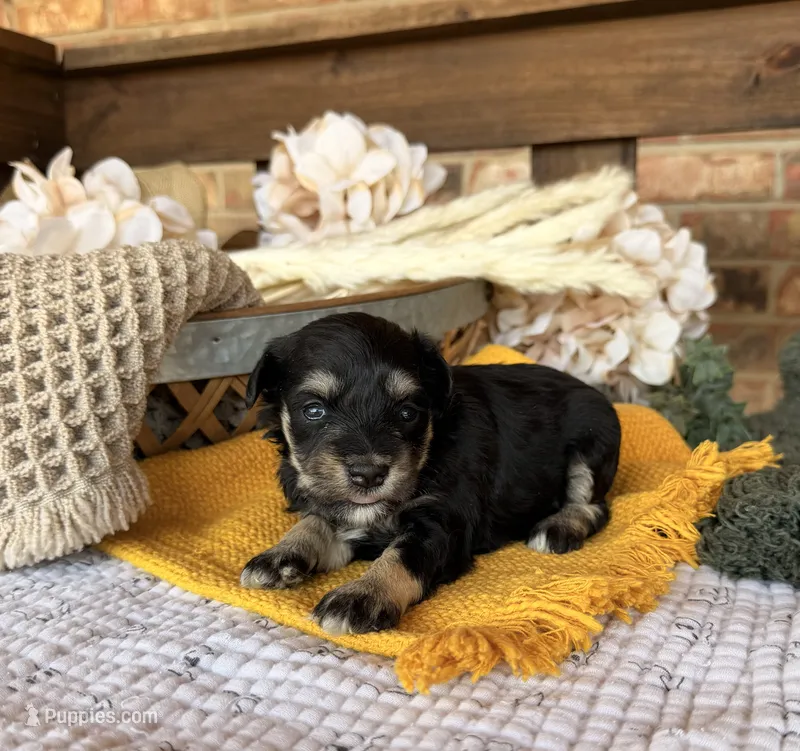 Katniss Black and Silver  – Miniature Schnauzer puppy for sale in Stonewall, OK