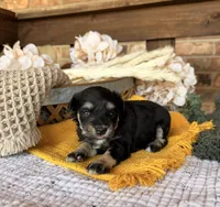 Katniss Black and Silver , a female Miniature Schnauzer for sale in Stonewall, OK – 1 of 6