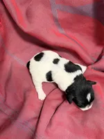 Toy - black and Silver Parti Boy, a female Miniature Schnauzer for sale in Stonewall, OK – 4 of 4