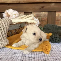 Cream/wheaten C, a male Miniature Schnauzer for sale in Stonewall, OK – 3 of 7