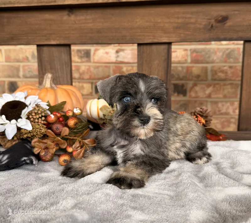 Toy -Silver Girl Blues – Miniature Schnauzer puppy for sale in Stonewall, OK