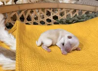 Cream/Wheaten Boy A, a male Miniature Schnauzer for sale in Stonewall, OK – 4 of 4