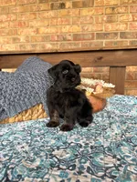 Dark Black and Red , a male Miniature Schnauzer for sale in Stonewall, OK – 3 of 4