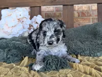 Hollywood , a female Miniature Schnauzer for sale in Stonewall, OK – 3 of 6