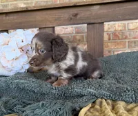 Longhair Dapple , a male Miniature Dachshund for sale in Stonewall, OK – 3 of 7