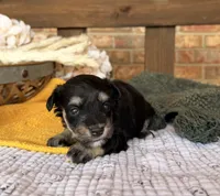 Katniss Black and Silver , a female Miniature Schnauzer for sale in Stonewall, OK – 3 of 6