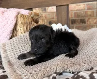 Dark black and red , a male Miniature Schnauzer for sale in Stonewall, OK – 2 of 4