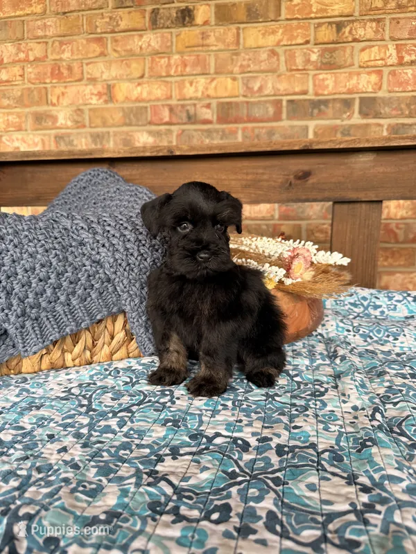 Dark black and red  – Miniature Schnauzer puppy for sale in Stonewall, OK