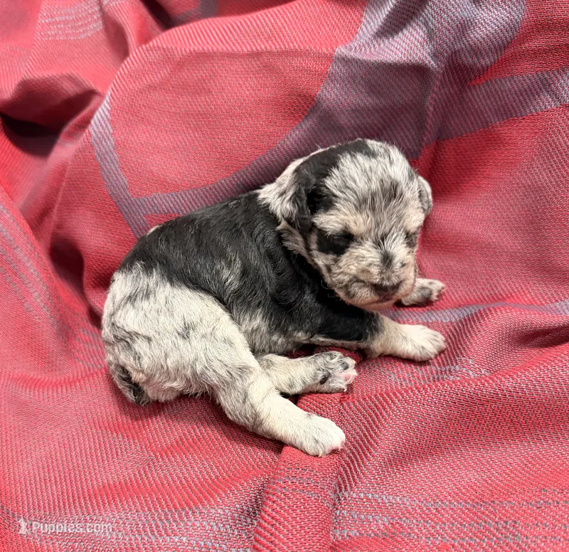 Dark Black and Silver Merle Girl – Miniature Schnauzer puppy for sale in Stonewall, OK