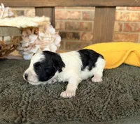 Paris’ Black and White Parti , a male Miniature Schnauzer for sale in Stonewall, OK – 2 of 5