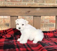 Katniss Cream B, a male Miniature Schnauzer for sale in Stonewall, OK – 4 of 7