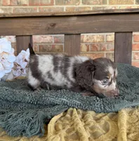 Longhair Dapple , a male Miniature Dachshund for sale in Stonewall, OK – 6 of 7