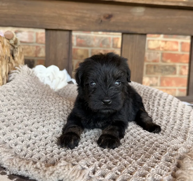 Dark black and red  – Miniature Schnauzer puppy for sale in Stonewall, OK